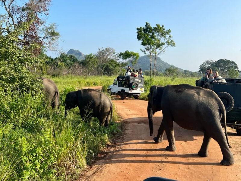 sri lanka group trip safari