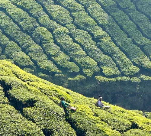 munnar tea plantation tea plantations in munnar